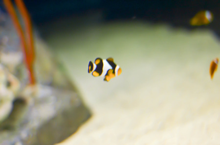 clown fish or anemone fish on dark blue background with transparent water in aquariumの写真素材