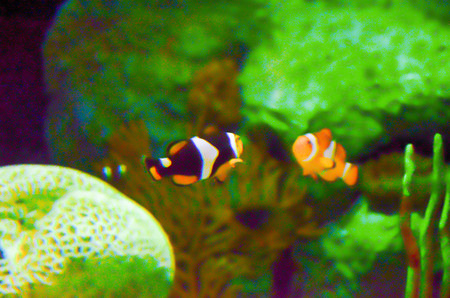 clown fish or anemone fish on dark blue background with transparent water in aquariumの写真素材