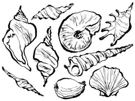 one line drawing of seashells, black and white sketchの写真素材