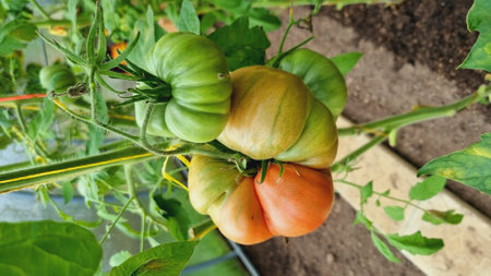 A ripening tomatoes in the greenhouse. Beautiful red ripe tomatoes grown in a greenhouse. beautiful backgroundの写真素材