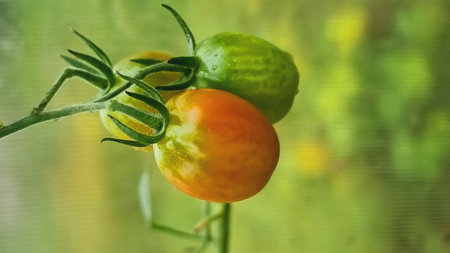 A ripening tomatoes in the greenhouse. Beautiful red ripe tomatoes grown in a greenhouse. beautiful backgroundの写真素材