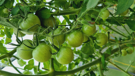 A ripening tomatoes in the greenhouse. Beautiful ripe tomatoes grown in a greenhouse. beautiful backgroundの写真素材