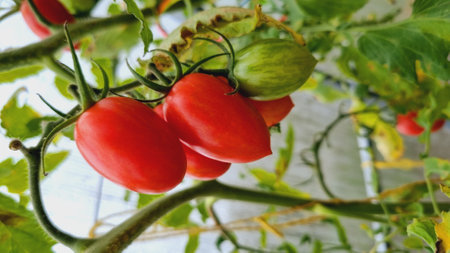 A ripening tomatoes in the greenhouse. Beautiful red ripe tomatoes grown in a greenhouse. beautiful backgroundの写真素材
