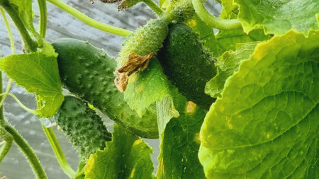A ripening cucumber in the greenhouse. Beautiful ripe cucumbers grown in a greenhouse. beautiful backgroundの写真素材