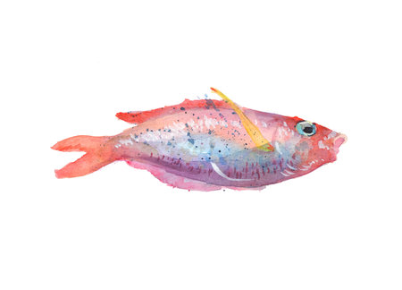 sea fish watercolor drawing. Watercolor splash, paper texture. Isolated little neon fish illustration. abstract design element.の写真素材