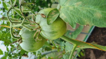 A ripening tomatoes in the greenhouse. Beautiful ripe tomatoes grown in a greenhouse. beautiful backgroundの写真素材