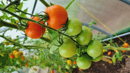 A ripening tomatoes in the greenhouse. Beautiful red ripe tomatoes grown in a greenhouse. beautiful backgroundの写真素材