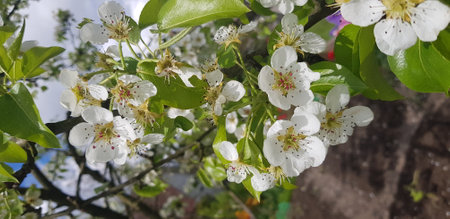 Beautiful Apple Blossom Trees in Garden, apple trees spring bloomingの写真素材