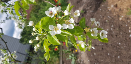 Beautiful Apple Blossom Trees in Garden, apple trees spring bloomingの写真素材