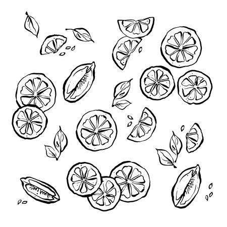 Cute sliced lime print, citrus contour hand drawn Vector illustration,, wrapping and printsのイラスト素材
