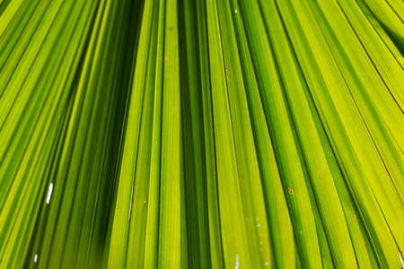 Abstract green leaf texture for backgroundの写真素材