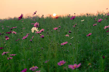 cosmos flowers in sunsetの写真素材