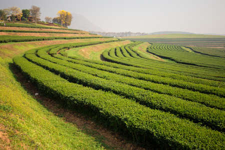 green tea plantation landscape in Thailandの写真素材
