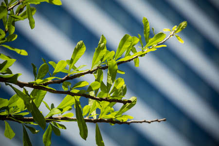 Green leaves with blurred buildingsの写真素材