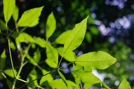 green leaves background in sunny dayの写真素材