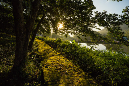 Early morning sun in forest