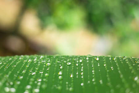 Plant Leaf with water drops for backgroundの写真素材