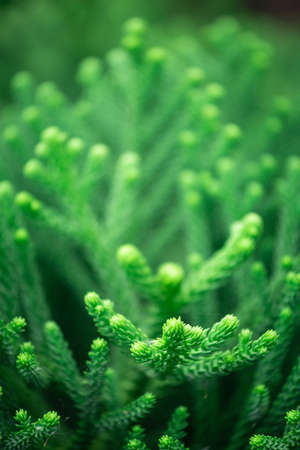 Green leaf texture with blurred bokeh background, Dragon Juniper's leaves (Juniperus chinensis)の写真素材