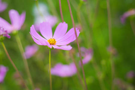 Soft Focus of cosmos flowers Field and Blurred by the Wind in Spring Seasonの写真素材