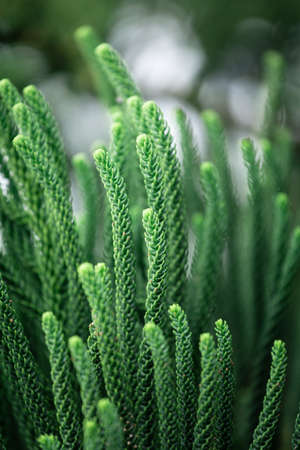 Green leaf texture with blurred bokeh background, Dragon Juniper's leaves (Juniperus chinensis)の写真素材