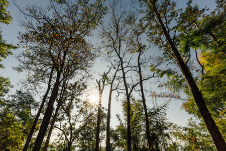 Early morning sun in forest