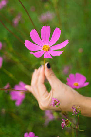 Woman touch the Cosmos flower with blurred bokeh background.の写真素材