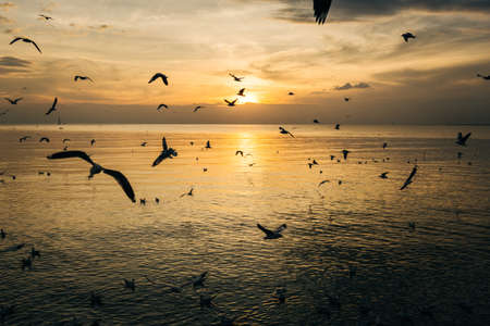 birds silhouettes flying above the sea against sunsetの写真素材