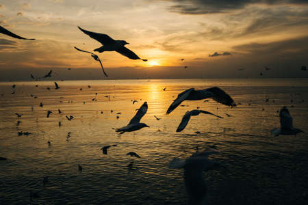 birds silhouettes flying above the sea against sunsetの写真素材