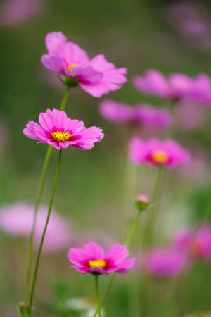 Soft Focus of cosmos flowers Field and Blurred by the Wind in Spring Season.の写真素材