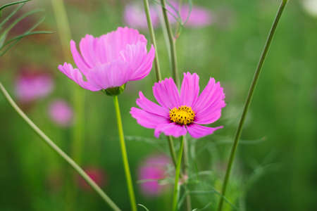 Soft Focus of cosmos flowers Field and Blurred by the Wind in Spring Season.の写真素材