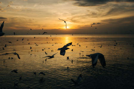 birds silhouettes flying above the sea against sunsetの写真素材