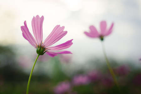 Cosmos flowers with blurred backgroundの写真素材