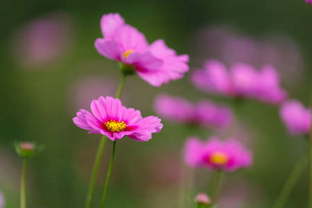 Soft Focus of cosmos flowers Field and Blurred by the Wind in Spring Season.の写真素材