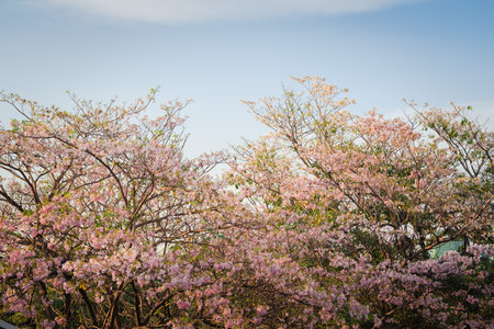 Tabebuia heterophylla flower(Pink Trumpet Tree )の写真素材