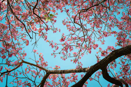 pink trumpet tree or Tabebuia rosea; fresh pink flowers and green leaves on branches of the pink trumpet tree under the blue sky on a sunny dayの写真素材
