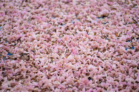 Tabebuia heterophylla  on grass, Beautiful pink trumpet flower blooming, selective focus
