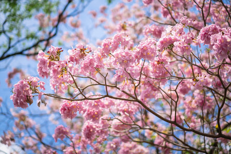 pink trumpet tree or Tabebuia rosea; fresh pink flowers and green leaves on branches of the pink...