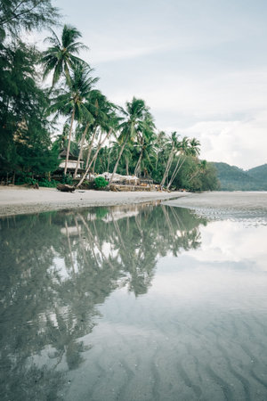 Vintage tropical palm trees and beachの写真素材