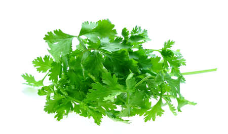 Fresh parsley on white backgroundの写真素材