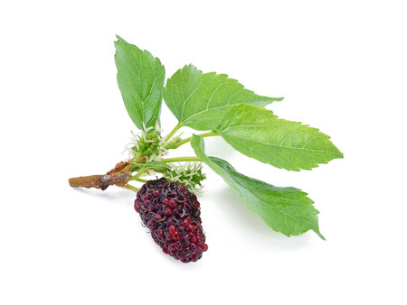 Mulberry with leaf Isolated on white background