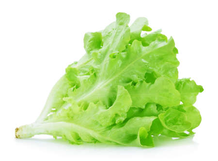 Green oak lettuce on white backgroundの写真素材