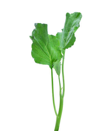 Chinese Kale on white backgroundの写真素材