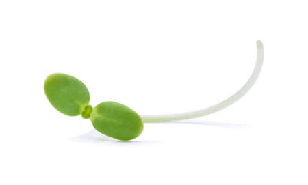 green young sunflower sprouts isolated on white backgroundの写真素材