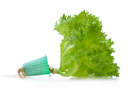 Green oak lettuce on white background.の写真素材