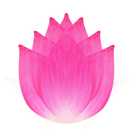 Lotus flower isolated on whiteの写真素材