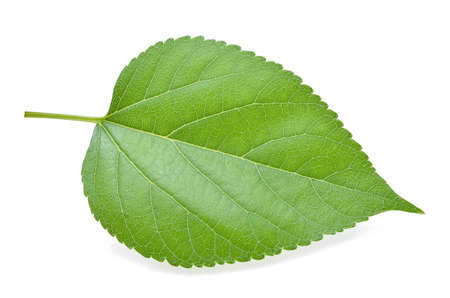 Mulberry leaves isolated on white backgroundの写真素材
