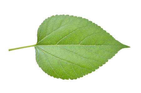 Mulberry leaves isolated on white backgroundの写真素材
