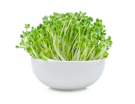 Growing microgreens on white backgroundの写真素材