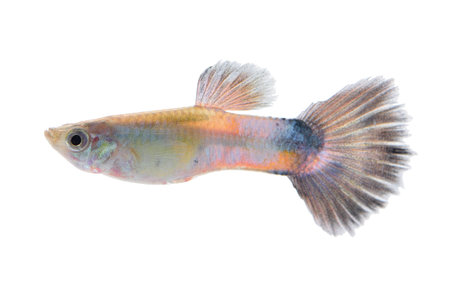 guppy fish isolated on white backgroundの写真素材
