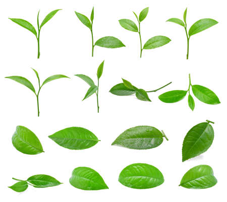 Green tea leaf isolated on white background.(Tea leaves with drops of water)の写真素材
